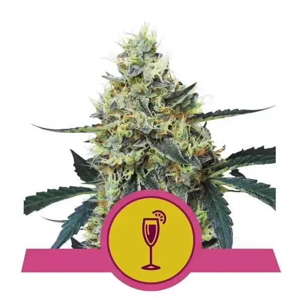 Mimosa Feminized by Royal Queen Seeds