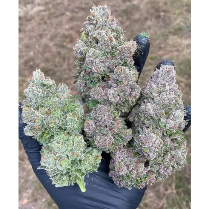 Mimosa Gusher Limited Edition Feminized by Growers Choice