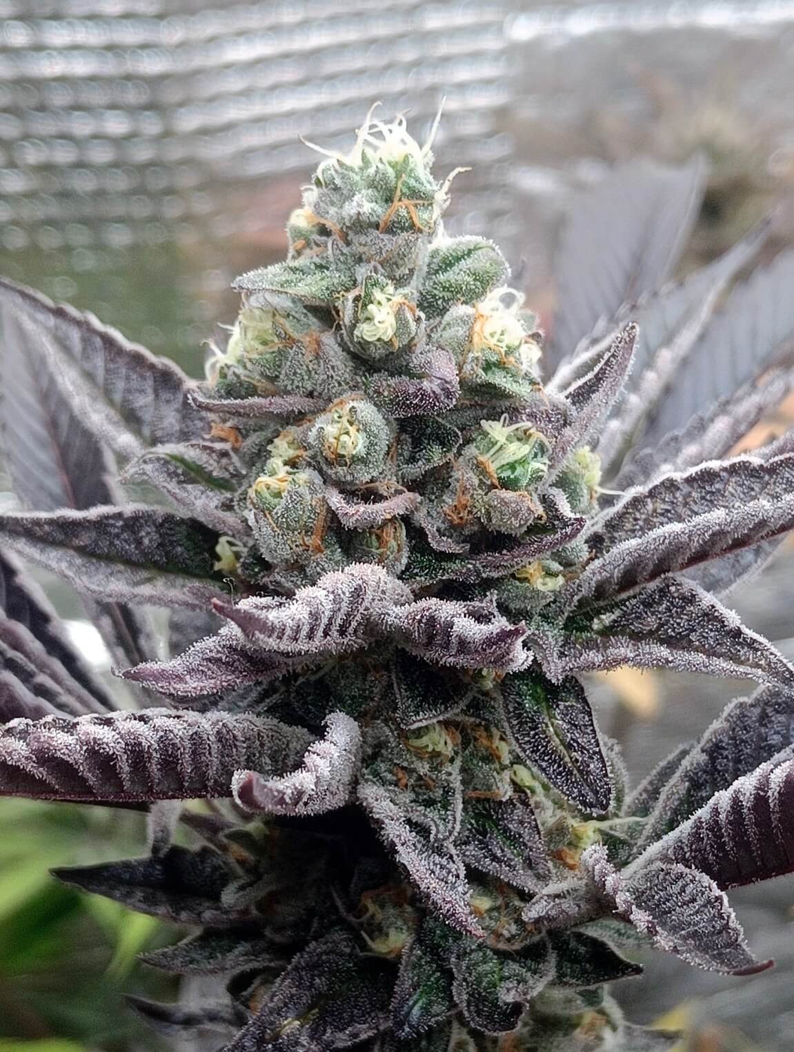 Mimosa Mints Feminized by Tramuntana Seeds
