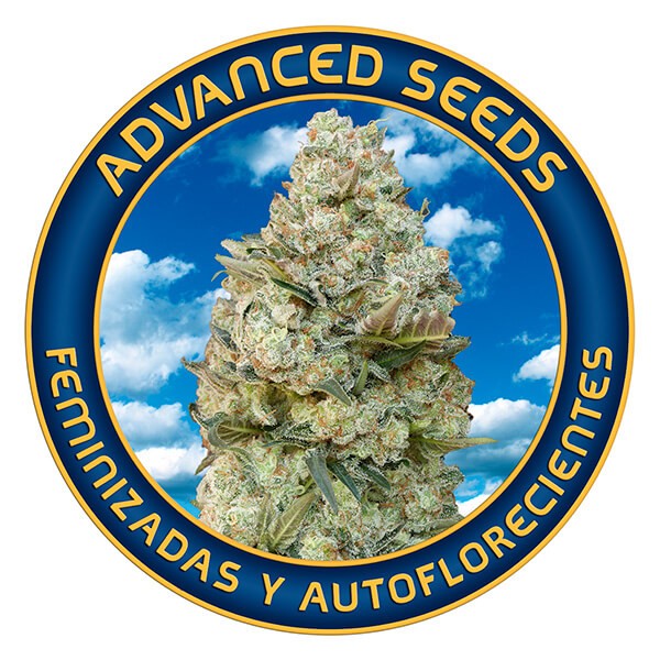 Mimosa Punch Feminized by Advanced Seeds