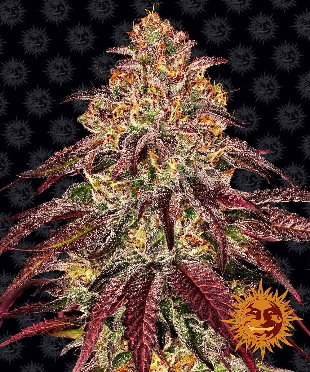 Mimosa x Orange Punch Auto Autoflower by Barneys Farm
