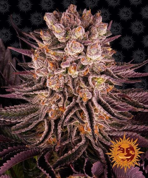 Mimosa x Orange Punch Feminized by Barneys Farm