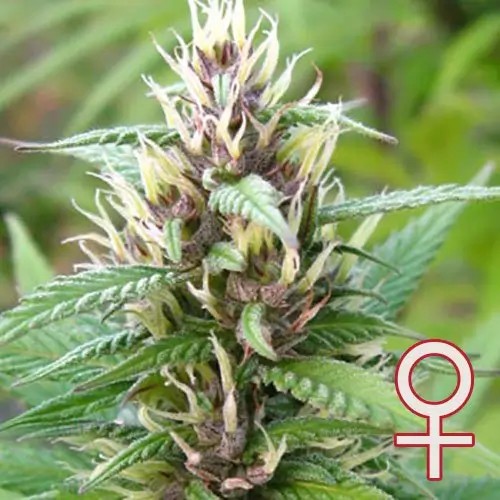 Mind Bender Feminized by K.C. Brains