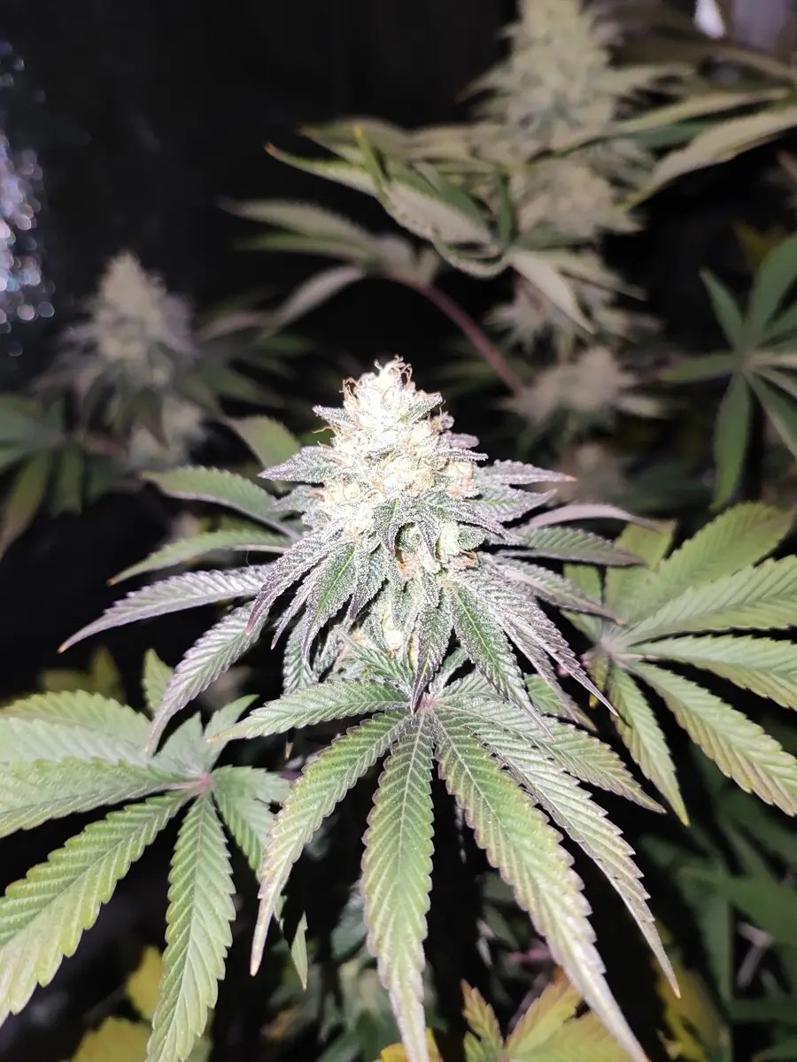 Mind Fuelz Feminized by The Grateful Seeds