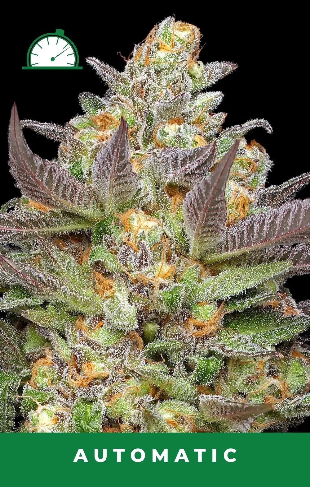 Mint Jelly Auto Autoflower by Humboldt Seed Company