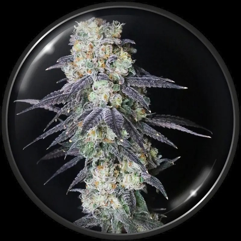 Mintzkittlez Feminized by Medical Seeds