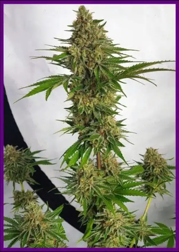 Miss Orange Nectar Feminized by ZmoothieZ