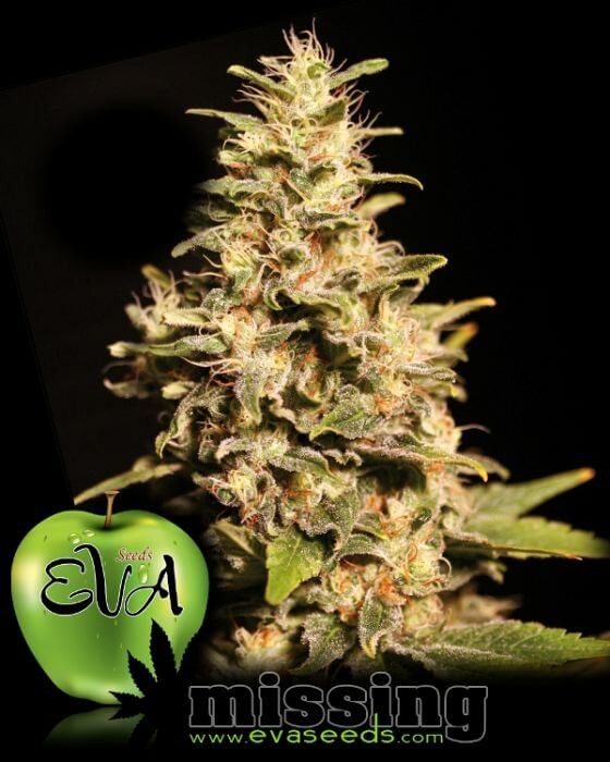 Missing in Barcelona Feminized by Eva Seeds