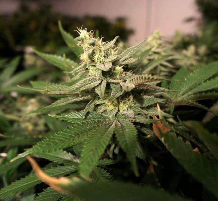 Mkage Feminized by T.H. Seeds