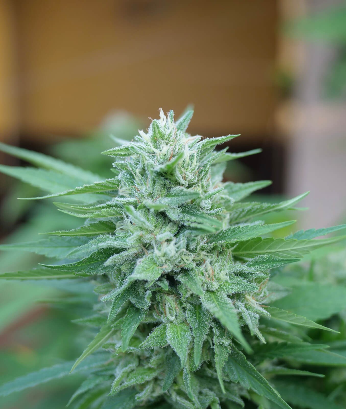 Moby Delicious Feminized by Delicious Seeds