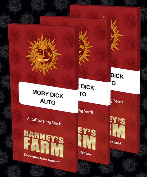 Moby Dick Auto Autoflower by Barneys Farm