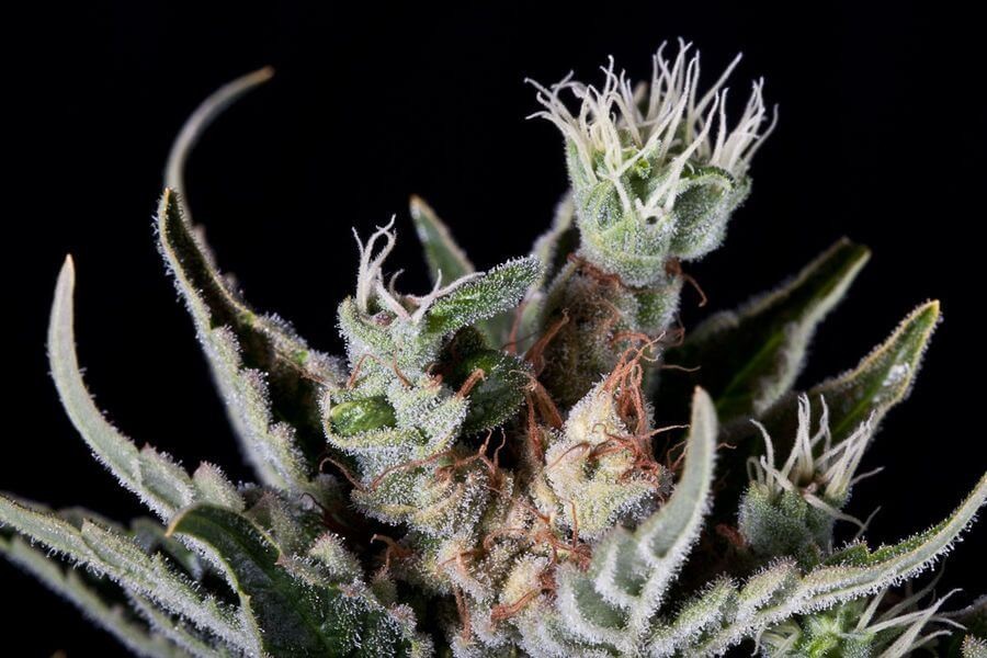 Moby Dick Auto Autoflower by Dinafem