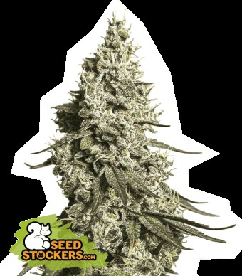Moby Dick Auto Autoflower by Seedstockers