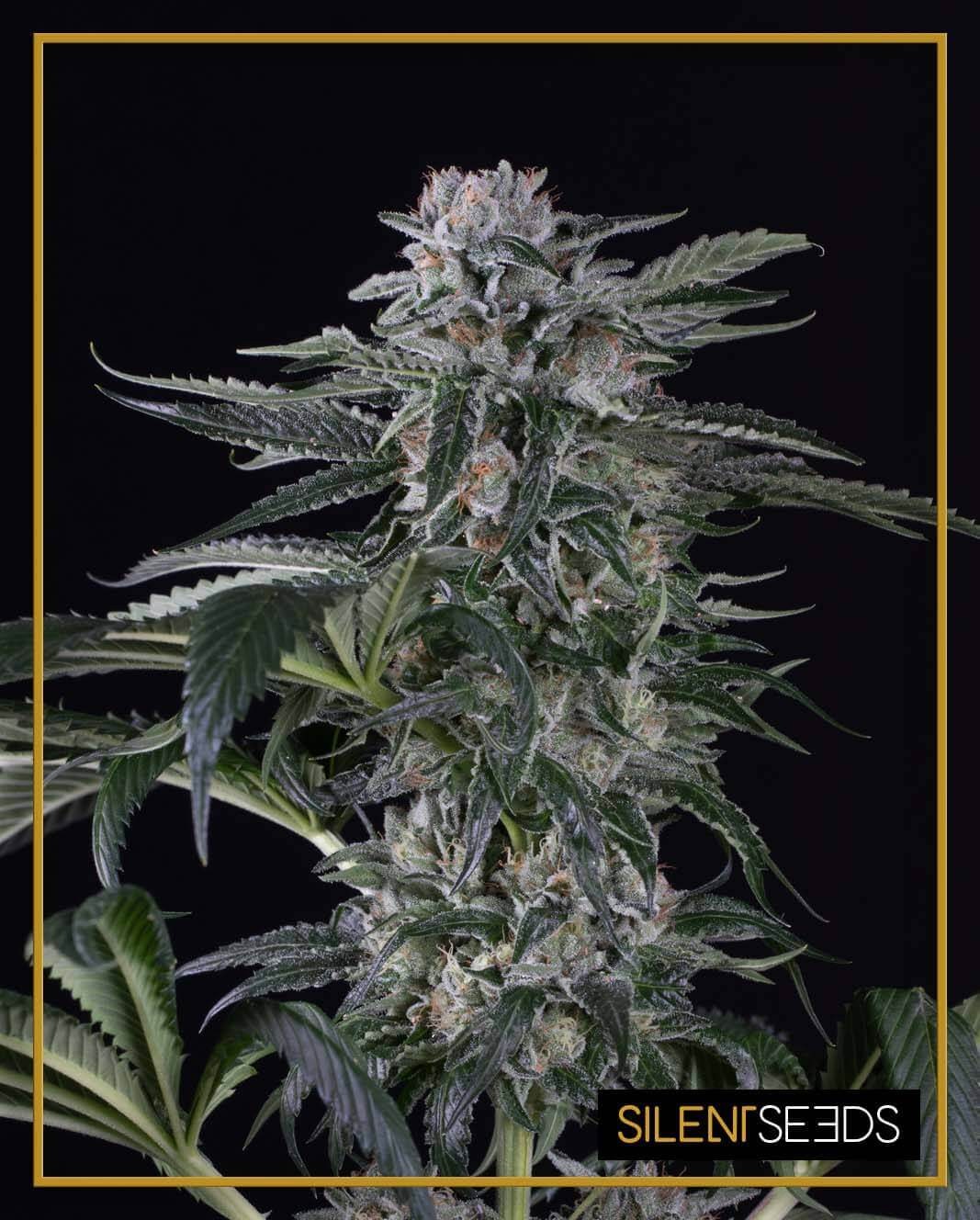 Moby Dick Auto Autoflower by Silent Seeds