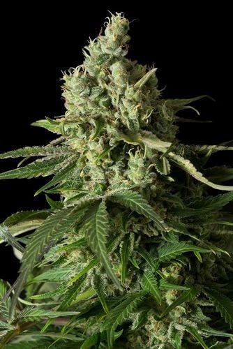 Moby Dick CBD Feminized by Dinafem