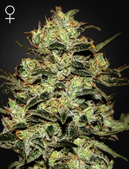 Moby Dick Feminized by Green House seeds