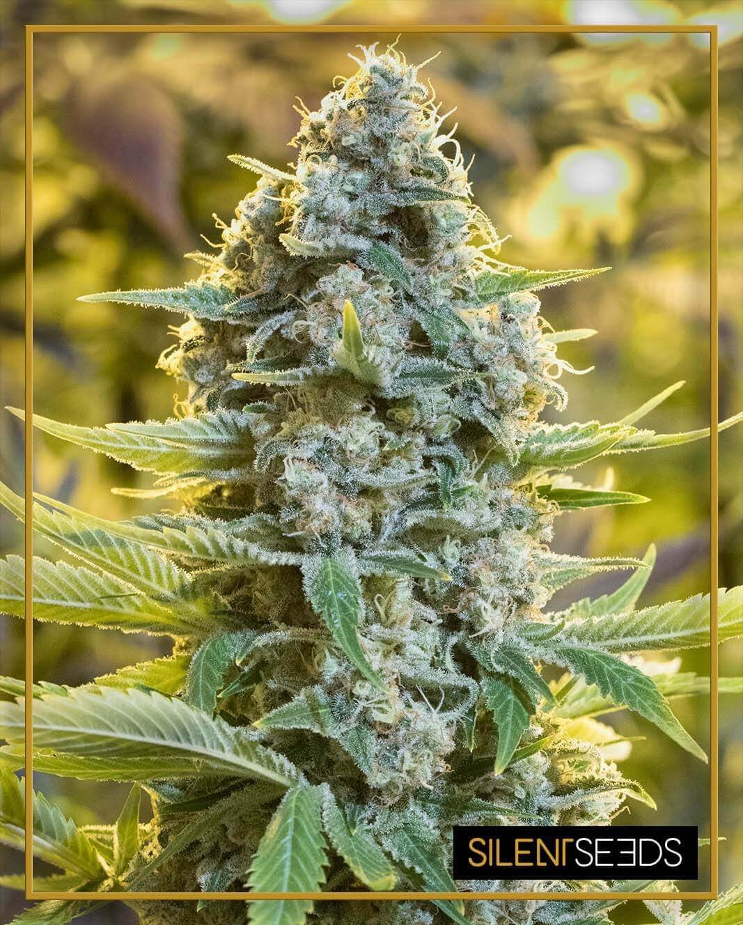 Moby Dick Feminized by Silent Seeds