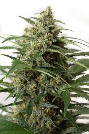 Moby Dick XXL Auto Autoflower by Dinafem