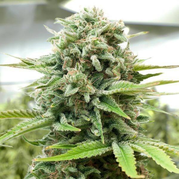 Moby-D Feminized by BSF Seeds