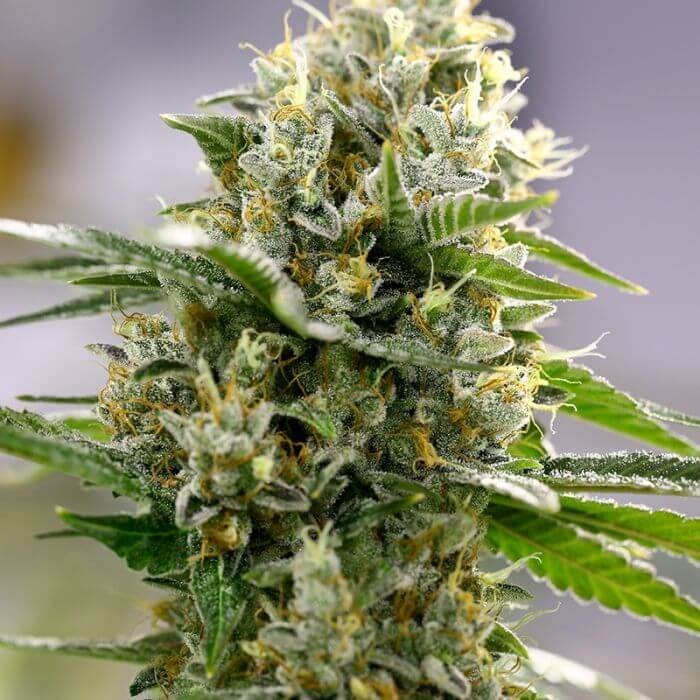 Moby-D XXL Auto Autoflower by BSF Seeds