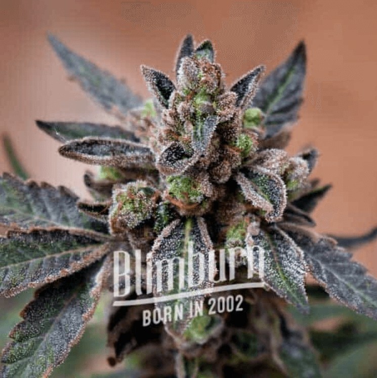 Mochi Gelato Feminized by Blimburn Seeds