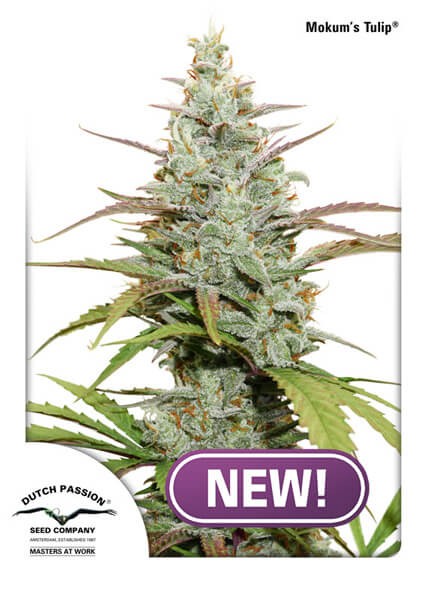 Mokum's Tulip Feminized by Dutch Passion