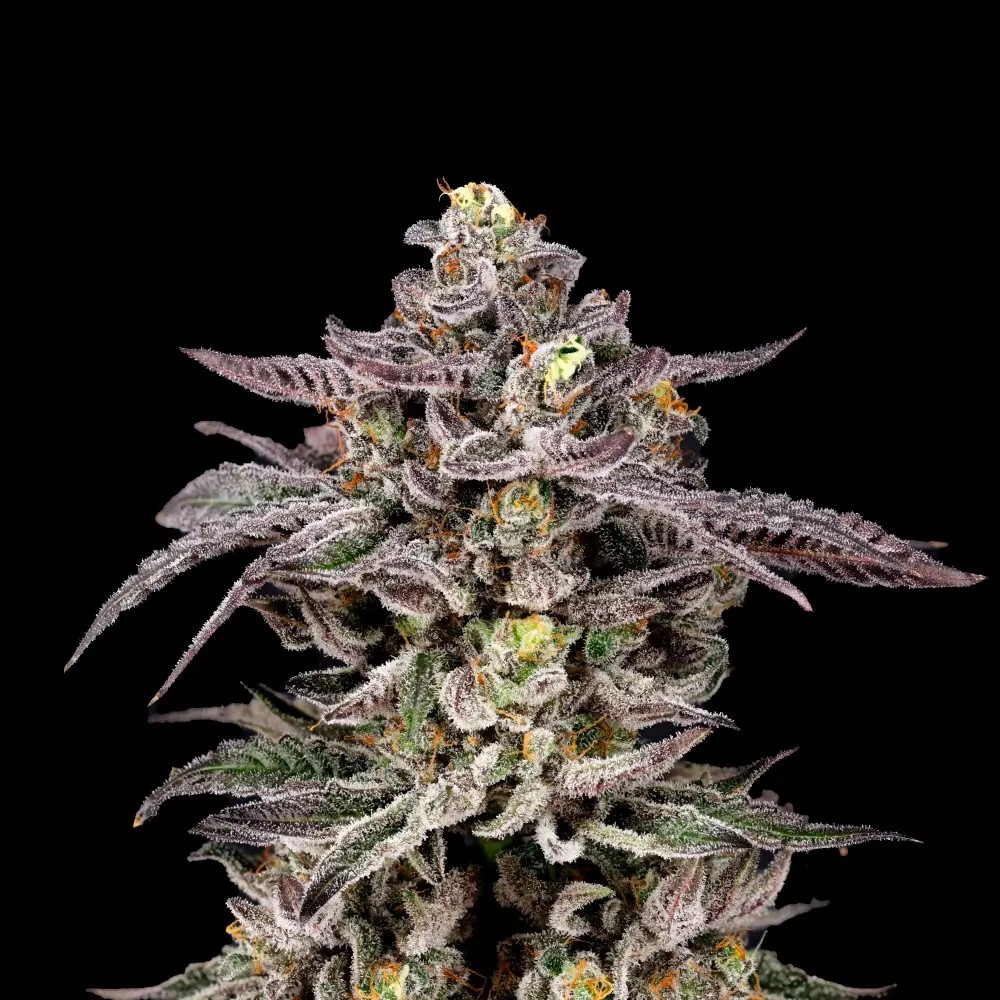 Monaco Feminized by Nine Weeks Harvest