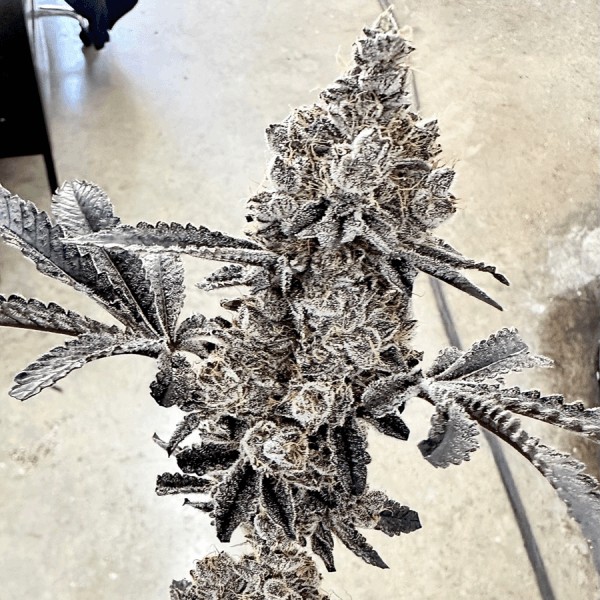 Money Ball Feminized by Exotic Genetix