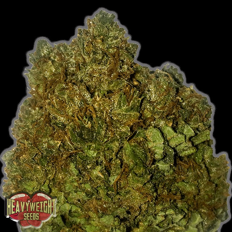 Money Bush Feminized by Heavyweight Seeds