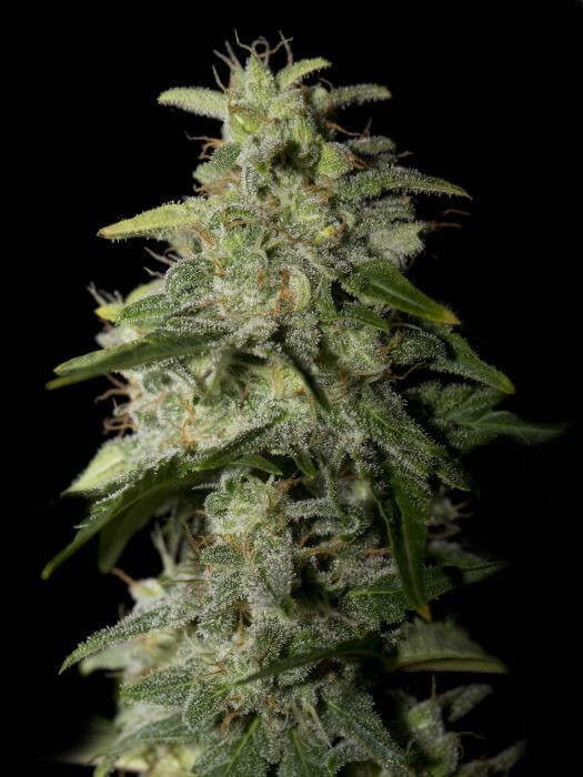 Money Maker Feminized by Strain Hunters Seedbank