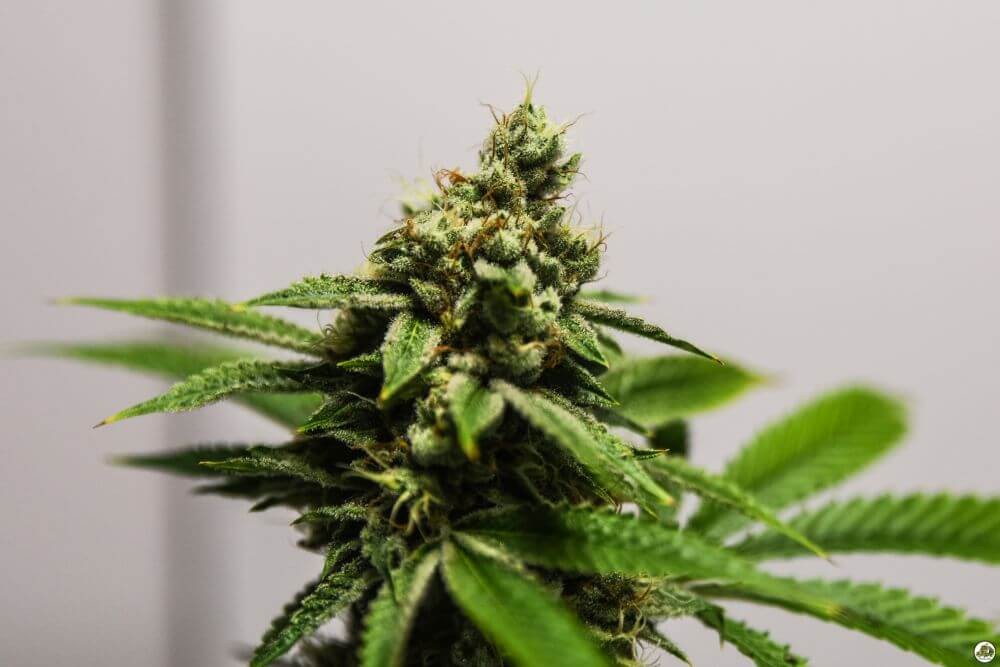 Monkey Banana Feminized by Paisa Seeds
