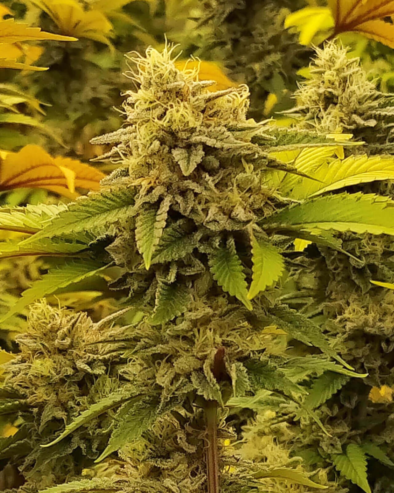 Monkey Grease Feminized by Kannabia