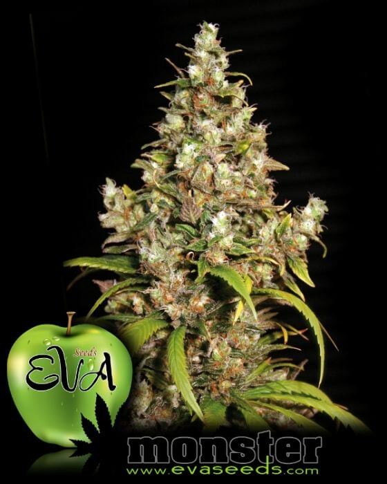 Monster Feminized by Eva Seeds