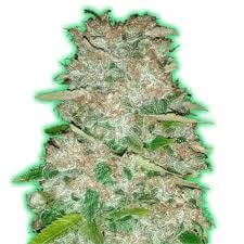 Monster Gorilla Glue Feminized by Monster Genetics