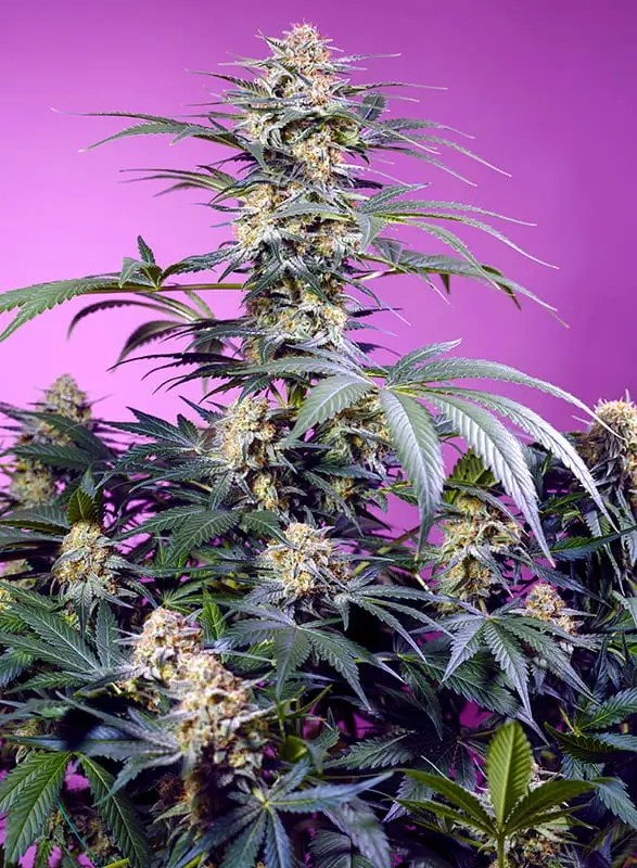 Monster Maker Feminized by Sweet Seeds