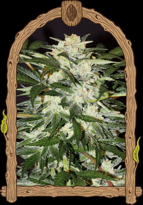 Monster Mash Autoflower by Exotic Seed