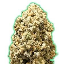 Monster Pebbles Feminized by Monster Genetics