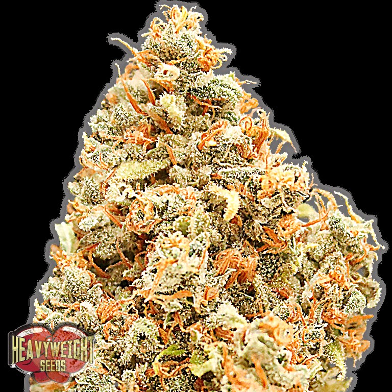 Monster Profit Feminized by Heavyweight Seeds