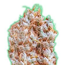 Monster Zkittles Feminized by Monster Genetics
