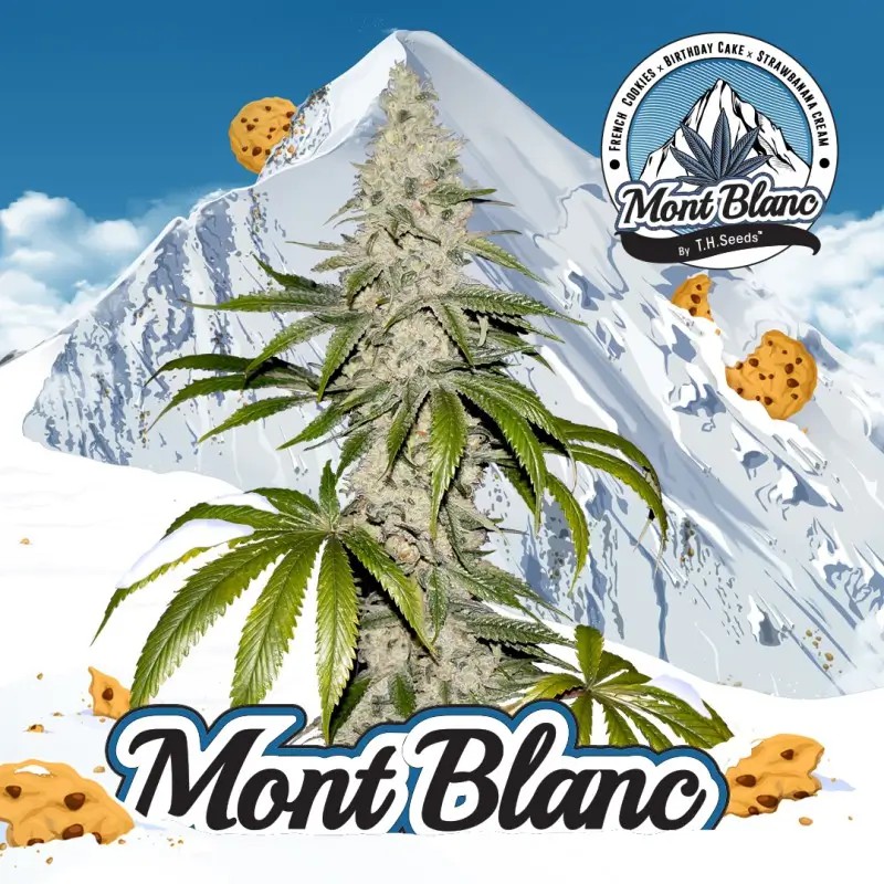 Mont Blanc Feminized by T.H. Seeds