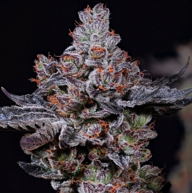 Mookie B R1 Feminized by Ethos Genetics