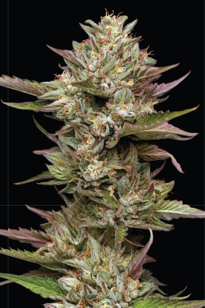 Moon Fog Feminized by Humboldt Seed Company