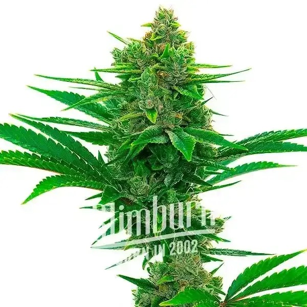 Moonbow Feminized by Blimburn Seeds