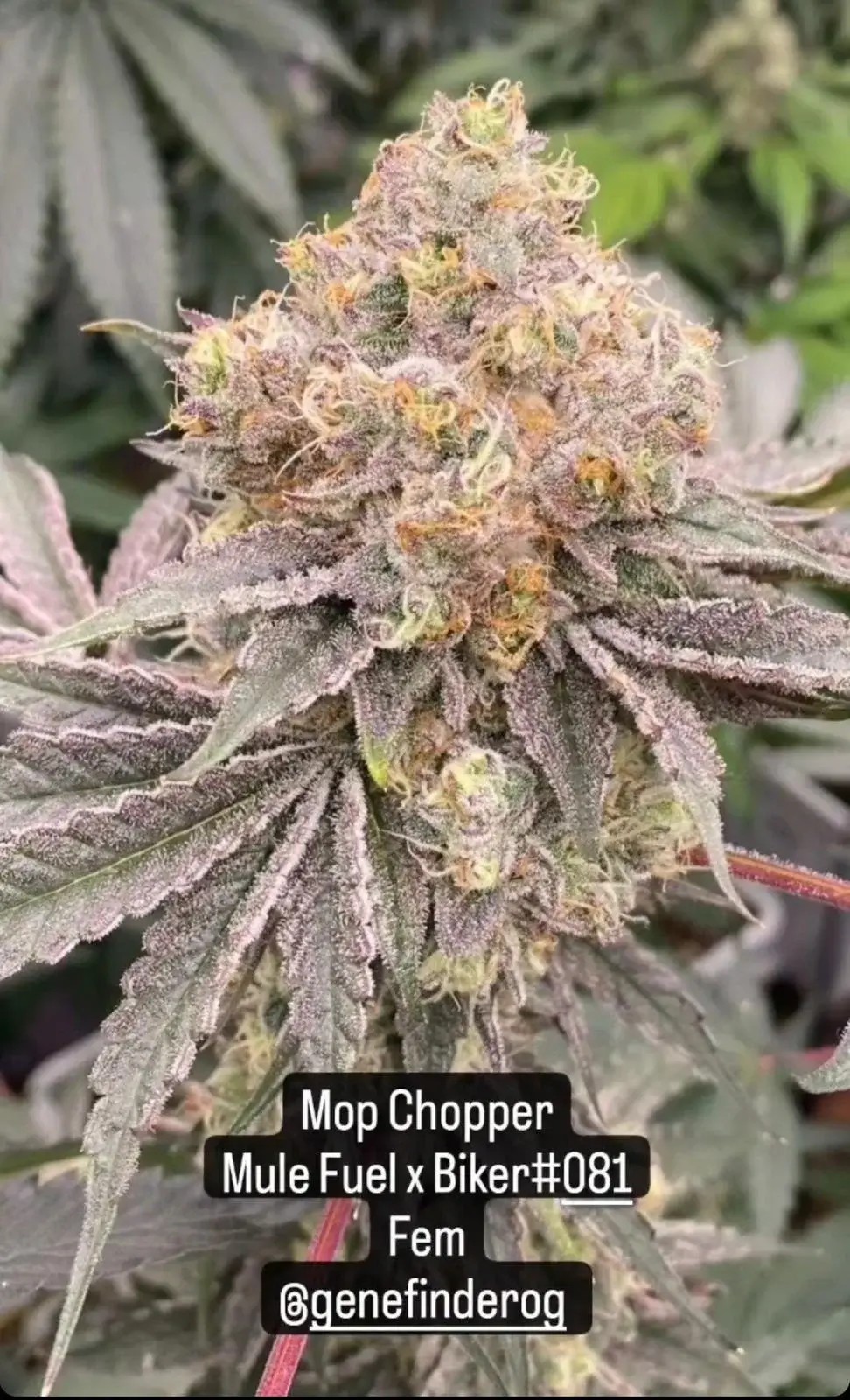 Mop Chopper Feminized by Karma Genetics