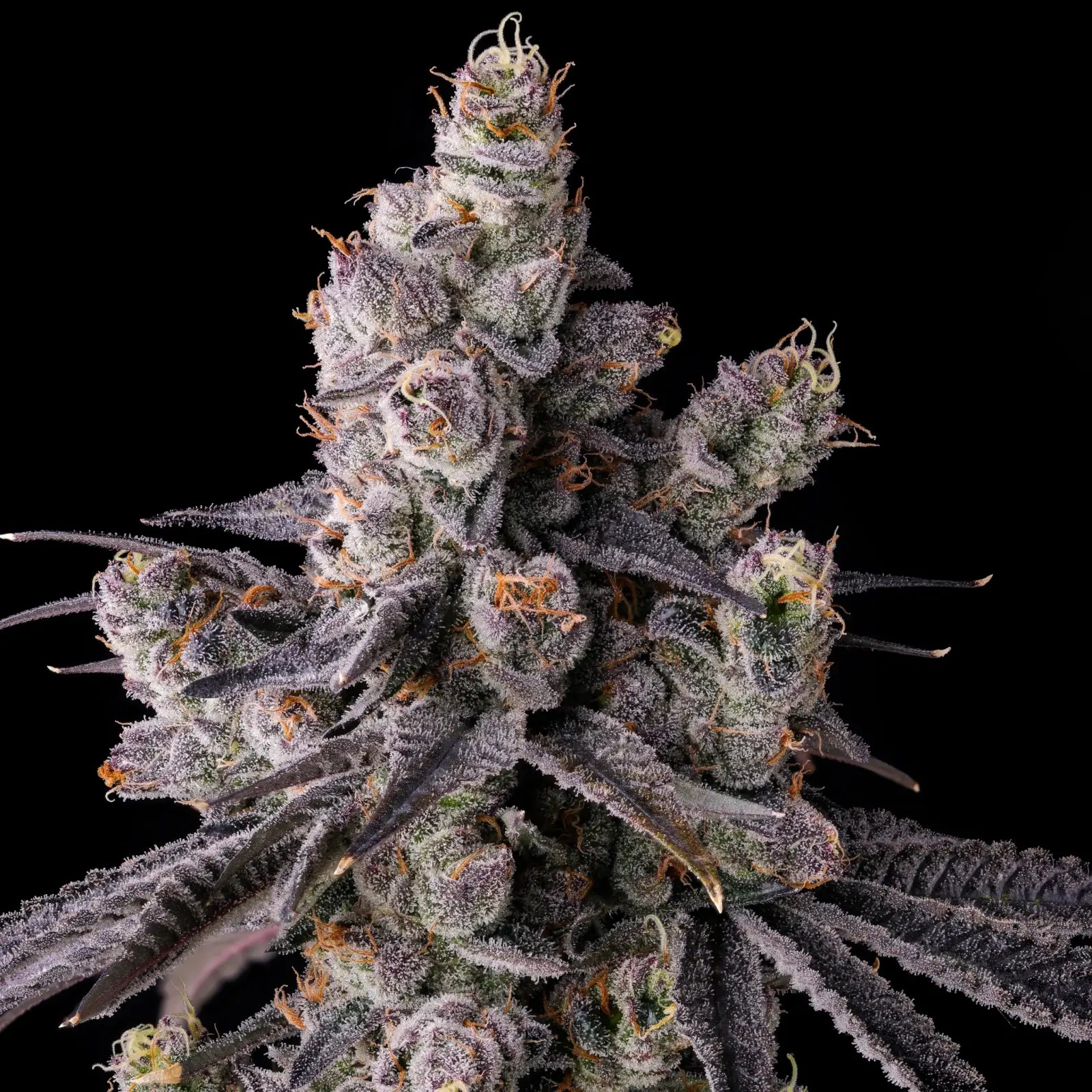 Mora Azul Feminized by Compound Genetics