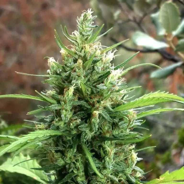 Moroccan Beldia Feminized by Khalifa Genetics