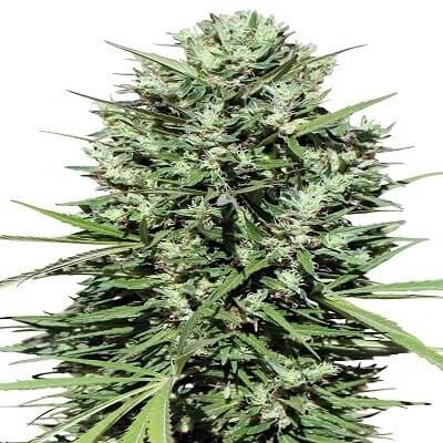 Morocco Beldia Kif Regular by Ace Seeds