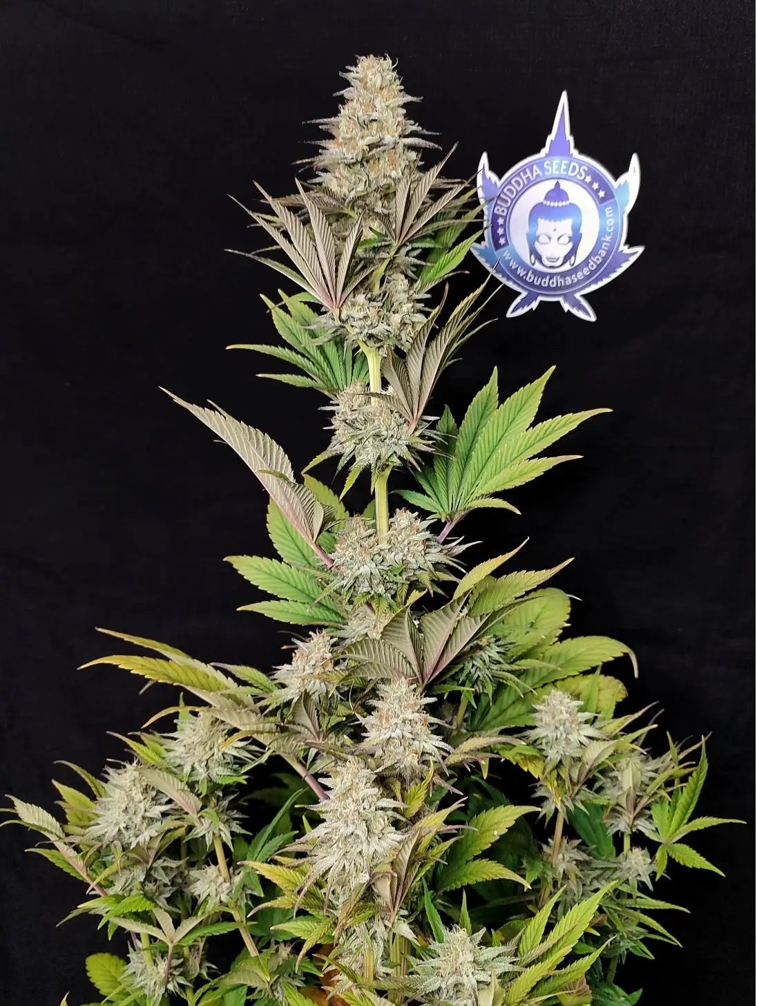 Morpheus Feminized by Buddha Seeds