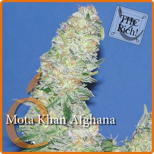 Mota Khan Afghana Feminized by Elite Seeds