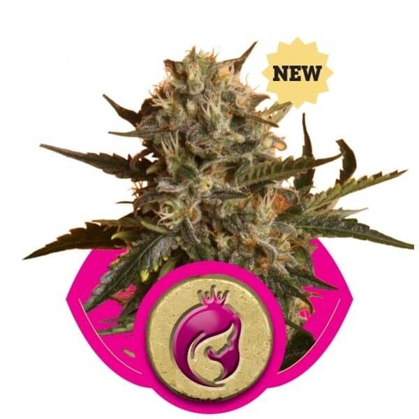 Mother Gorilla (aka Royal Madre) Feminized by Royal Queen Seeds